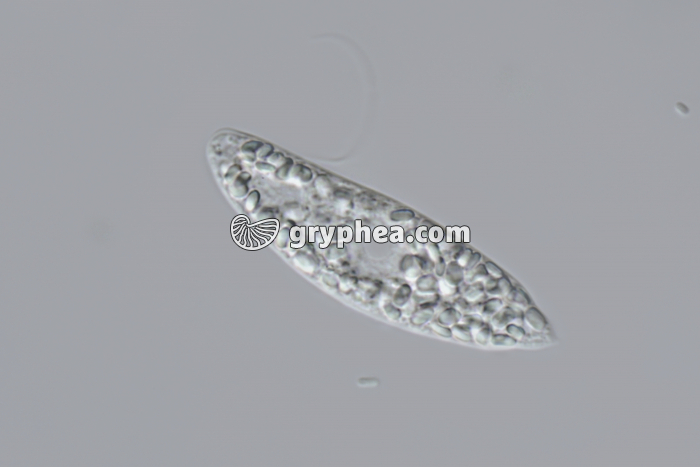 Euglène hétérotrophe x400 - gryphea.com